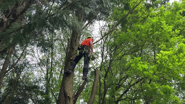 Trusted Boerne, TX Tree Removal Experts